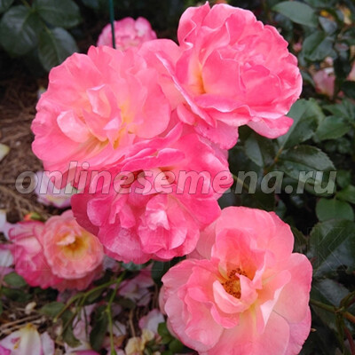 Фото с сайта https://onlinesemena.ru/