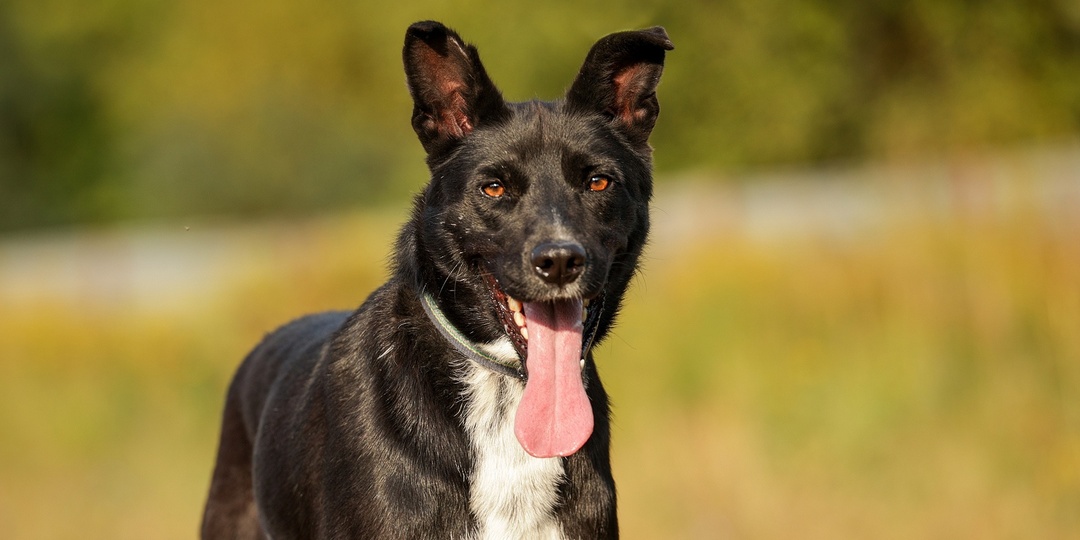 Молодой красавчик Харди ищет дом😎