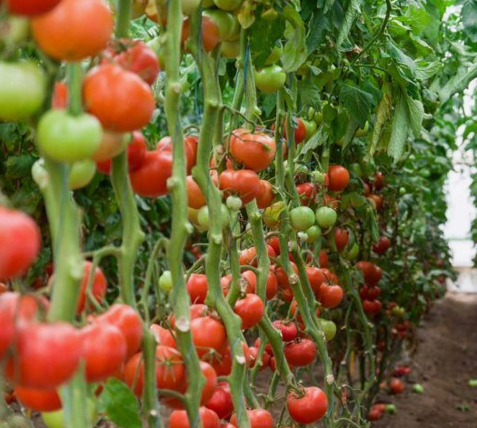 Много помидоров