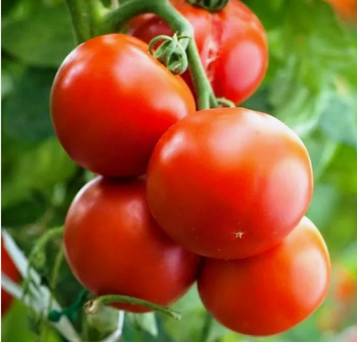 Помидоры на кусте