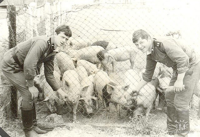 Свинарник...