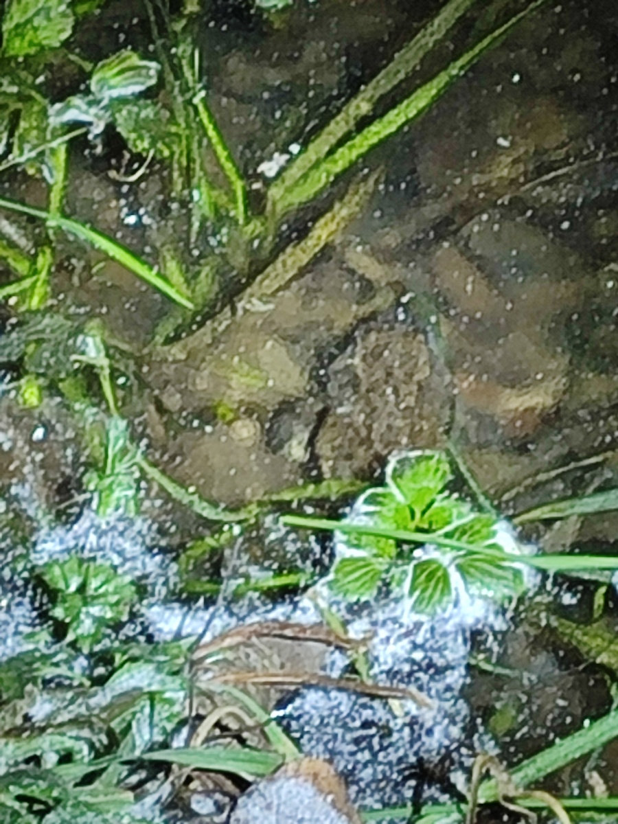 Травяная лягушка (Rana temporaria) подо льдом.