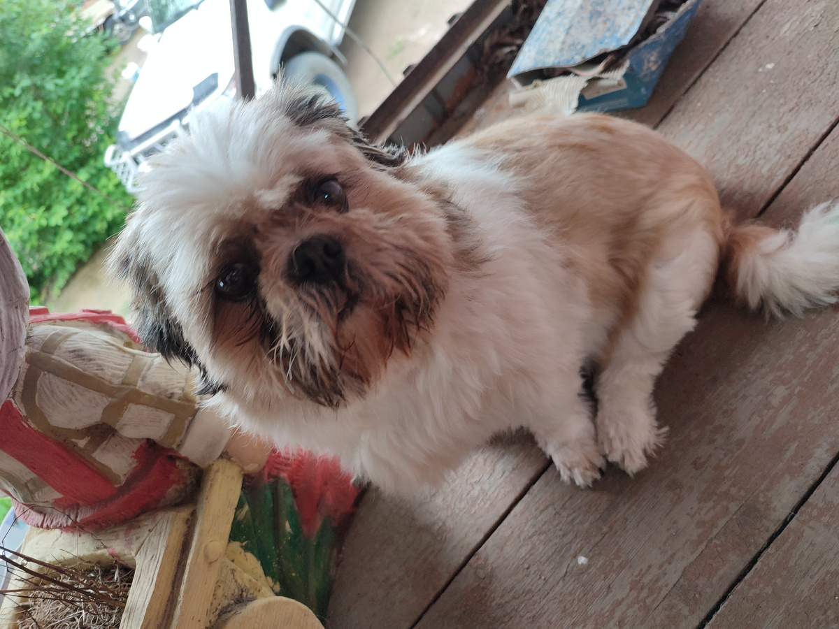 Персей. 7 лет