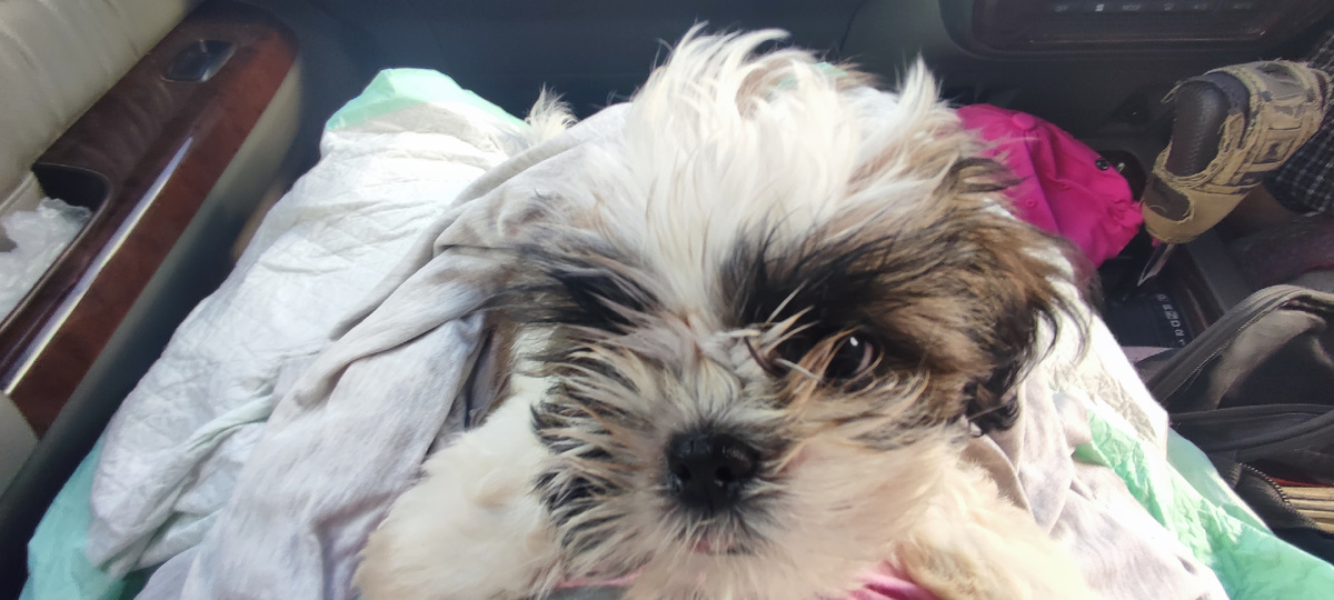 Амир. Таким мы забрали его из Хабаровска