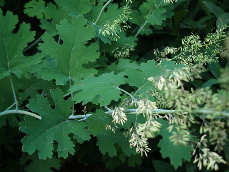 фото из интернета.