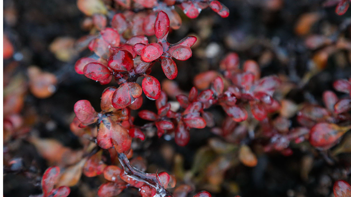    Фото: Антон Вергун