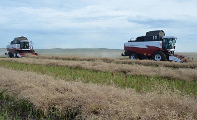    Как аграрии Забайкалья будут экспортировать рапс
