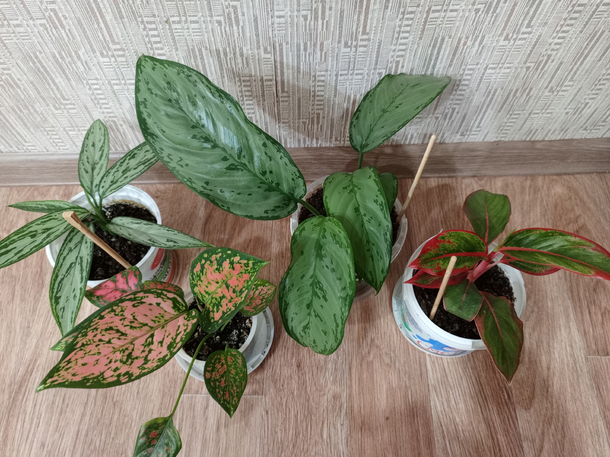 Аглаши с этого фото уже проданы в добрые руки