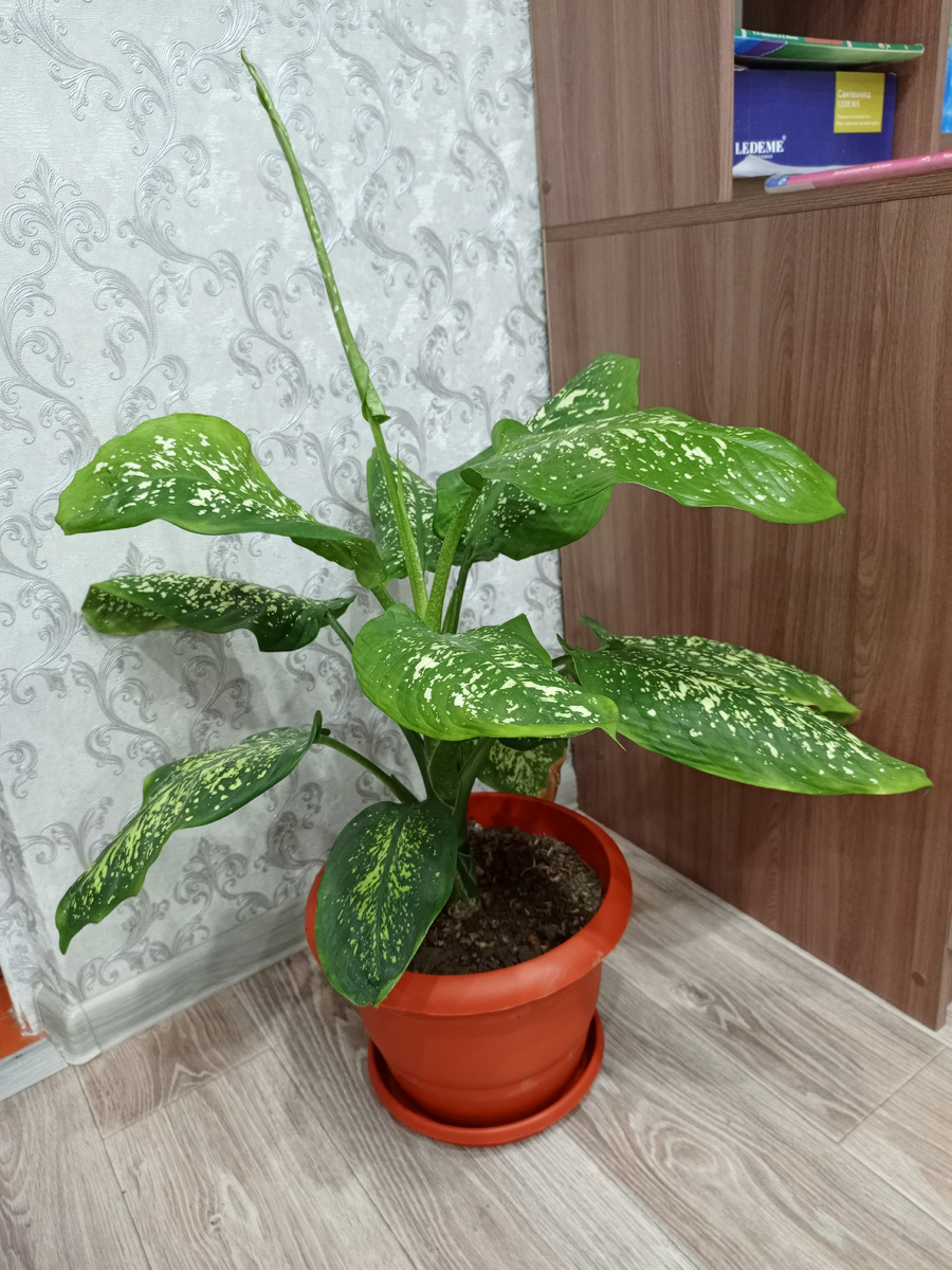 Нулевой пациент 🤭