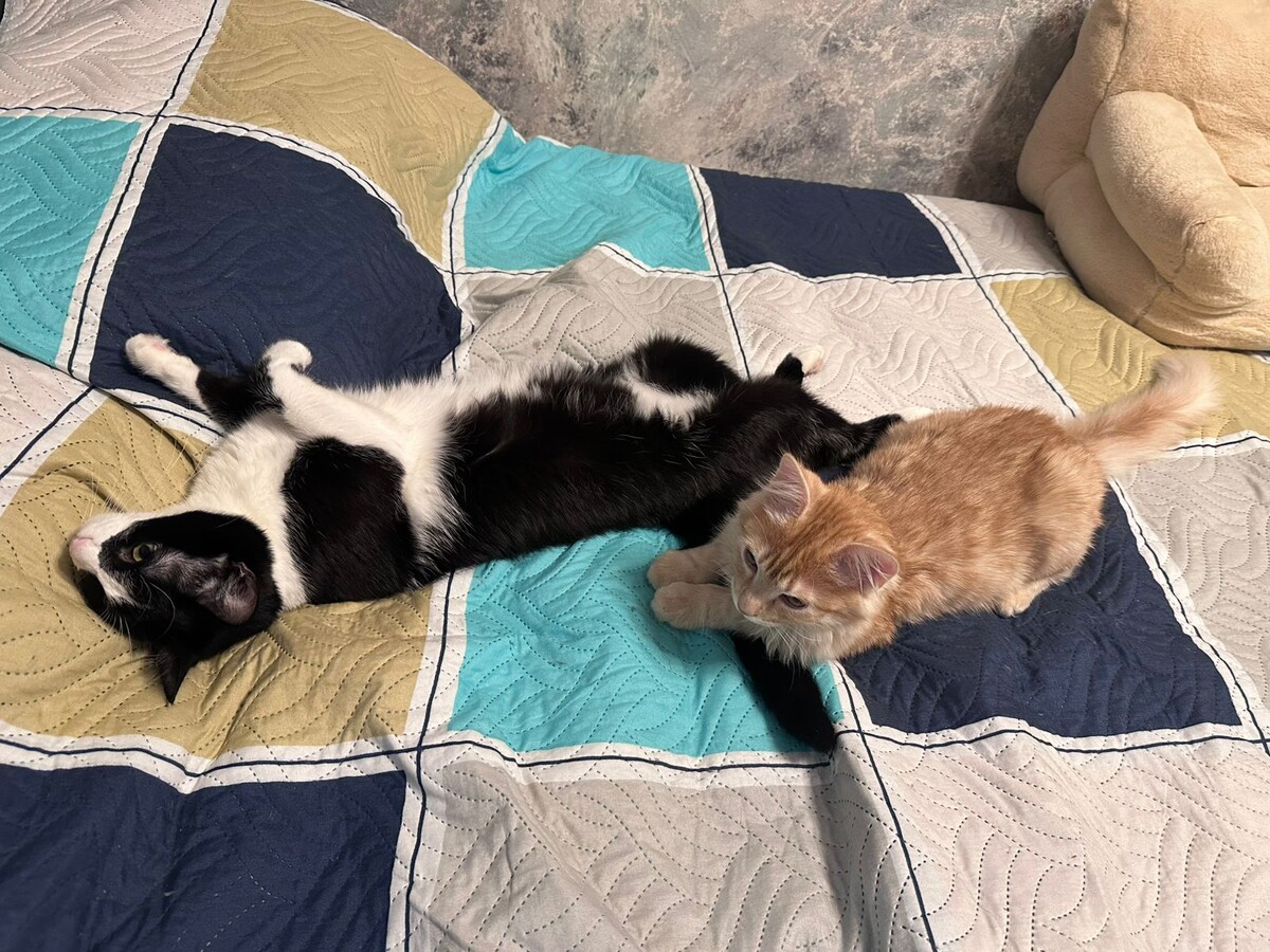 Симба и Аксинья в прекрасном настроении от уюта и тепла. Фото Виктории Лерман.