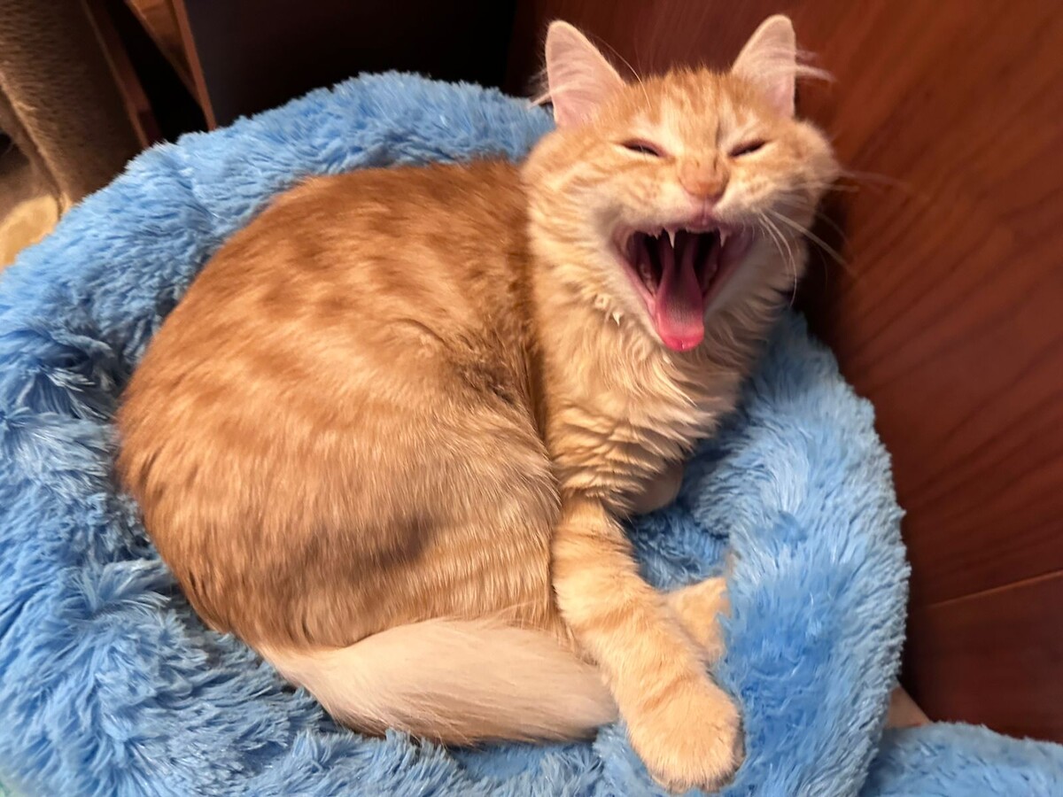 Королю ловить мышей на складах? Это смешно! Фото Виктории Лерман.