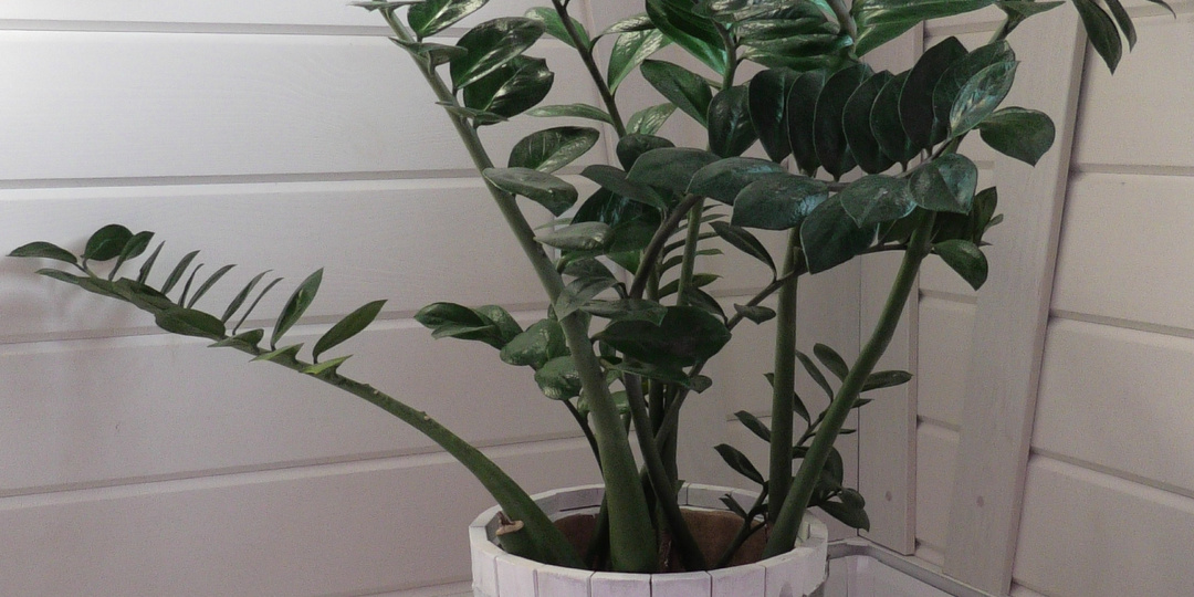 Замиокулькас и уход за ним: чтобы цвёл и стебли не падали