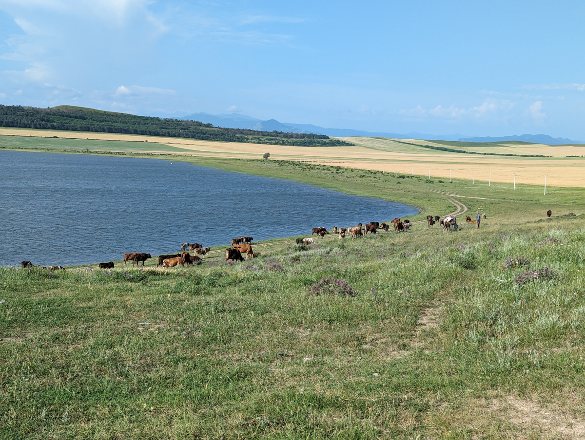 коровыки - они в Грузии везде