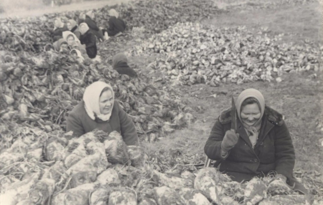 Работники узла связи на уборке свеклы в колхозе имени Тельмана 1977 год