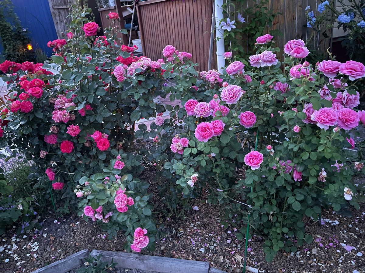 (с права на лево) ПРИНЦЕССА АЛЕКСАНДРА ОФ КЕНТСКАЯ, ЛЕОНАРДО ДА ВИНЧИ, МИДСАММЕР