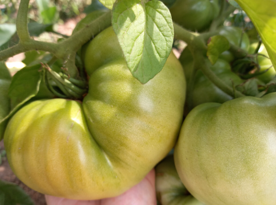 июль. Красный амбар