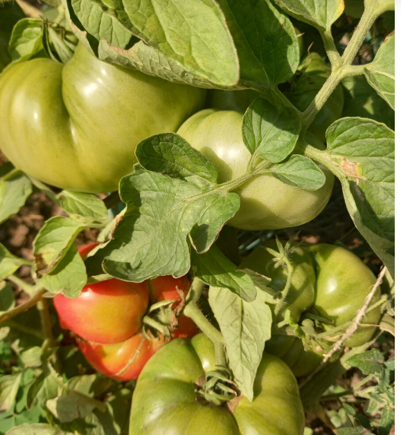 июль. Кристина Ватчева