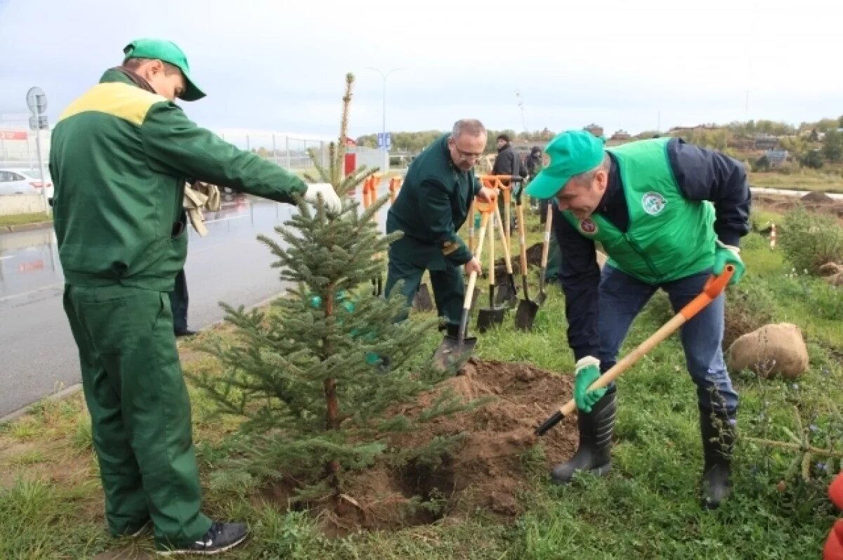    Волгоградские леса пополнились на восемь миллионов деревьев за год