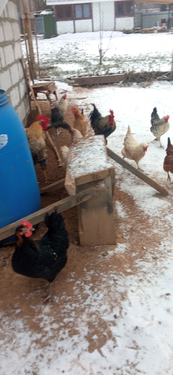 Черная московская впереди. Очень достойная курица.