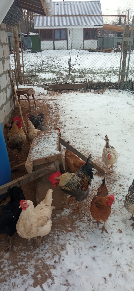 Тут и помесь кучинки( занеслась самая первая) и петухи