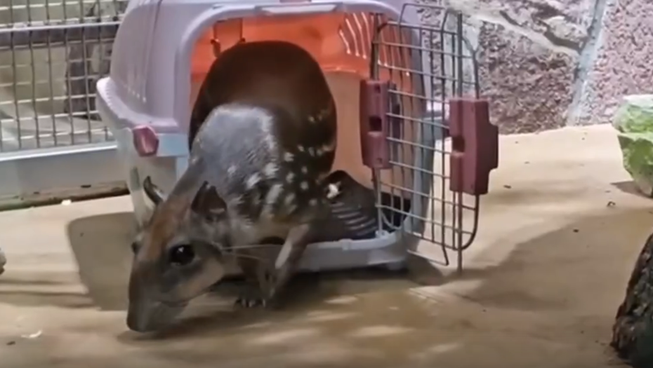    Грызун Пака по кличке Герхарт —новый обитатель Ленинградского зоопарка. Петербург, декабрь 2024 года Автор фото: Пресс-служба Ленинградского зоопарка