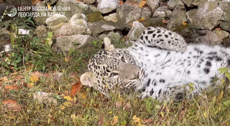    Фото: Центр восстановления леопарда на Кавказе (скриншот из видео)