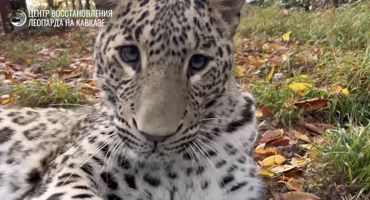    Фото: Центр восстановления леопарда на Кавказе (скриншот из видео)