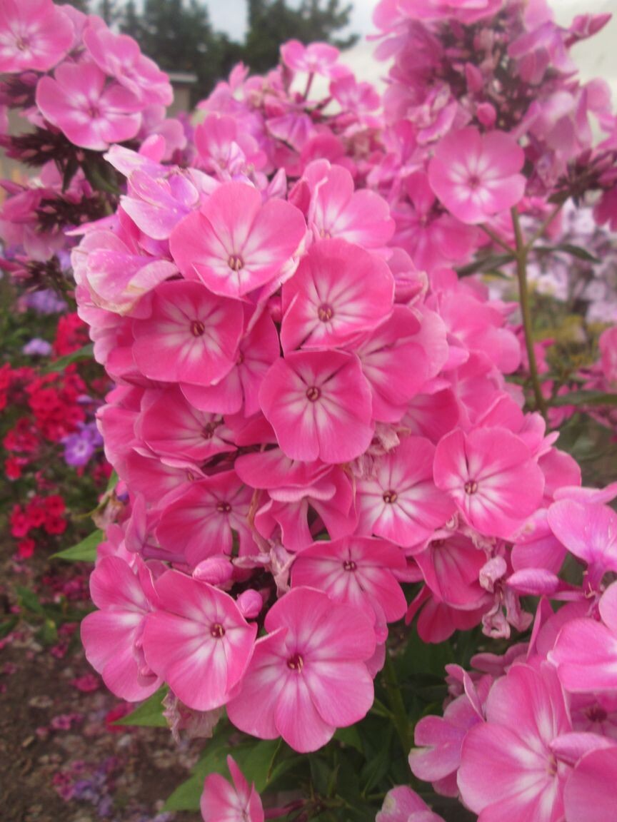 Флокс Anastasia