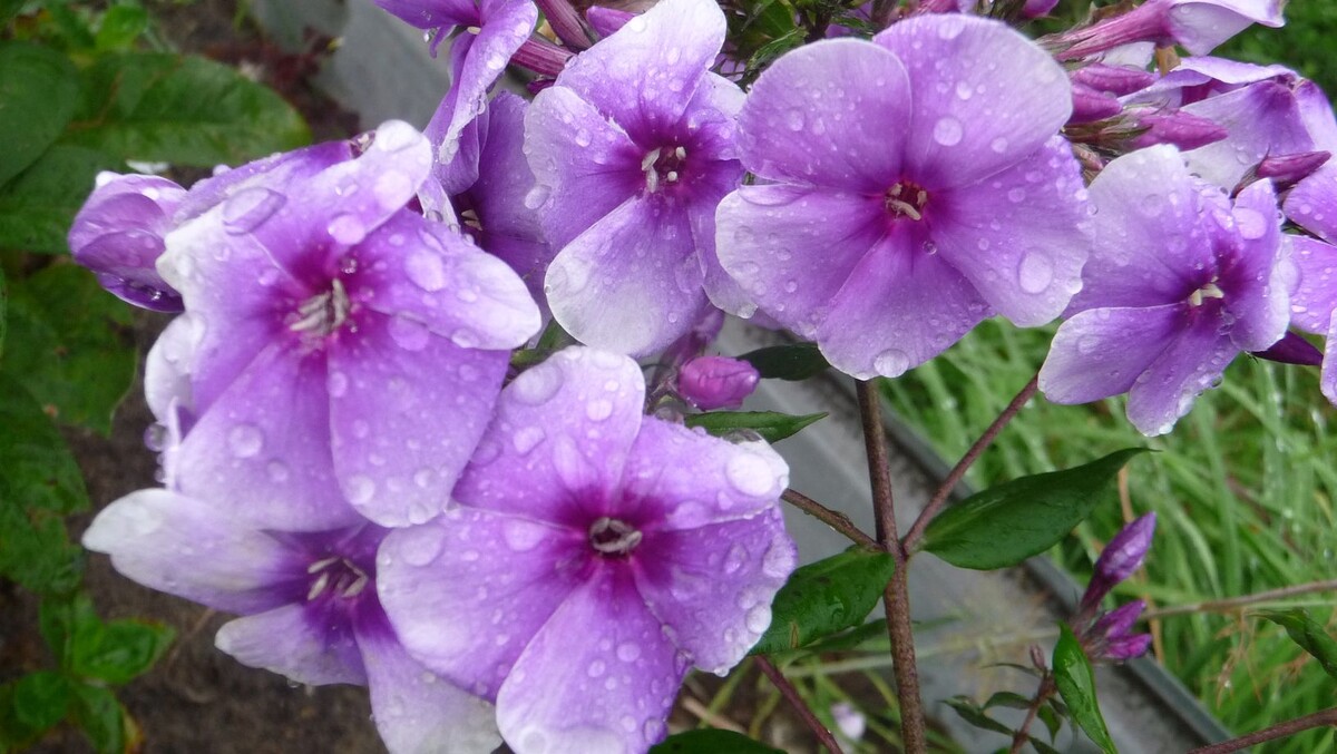 Флокс Алексей Ленский