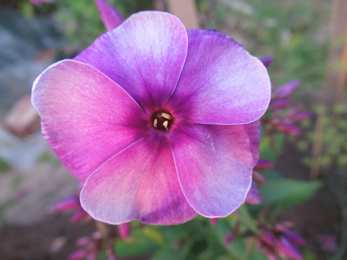 Флокс Алексей Ленский. 2 фото, листайте