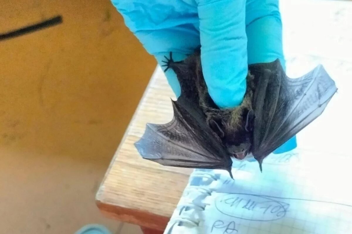    В Волгограде волонтеры отправили в зимнюю спячку летучих мышей