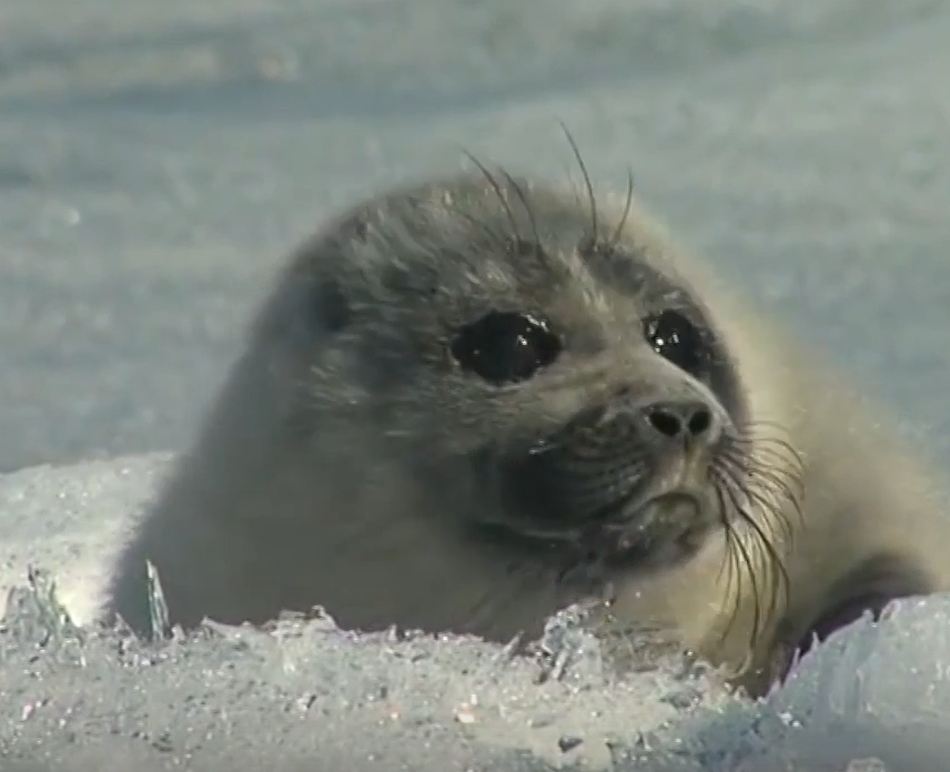 Ласты, хвост - вот её документы