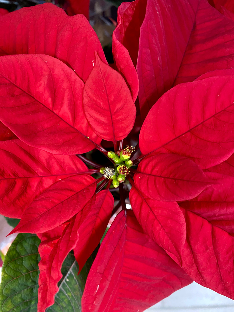 Пуансетия. Сфотографировала в местном магазине