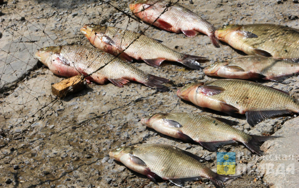     С чем связан запрет на ловлю воблы в Волге и могут ли его продлить, рассказал ихтиолог
