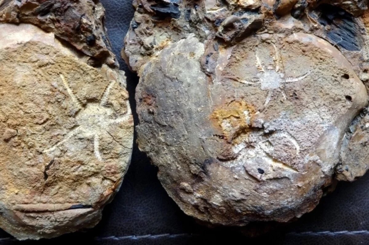    Можно ли найти в огороде окаменелости древних обитателей земли?