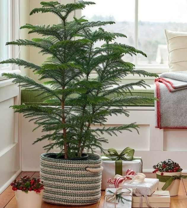 Араукария в интерьере