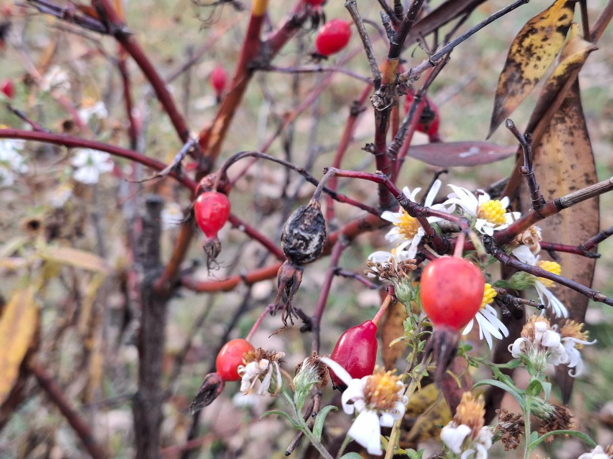 Осень уходящая