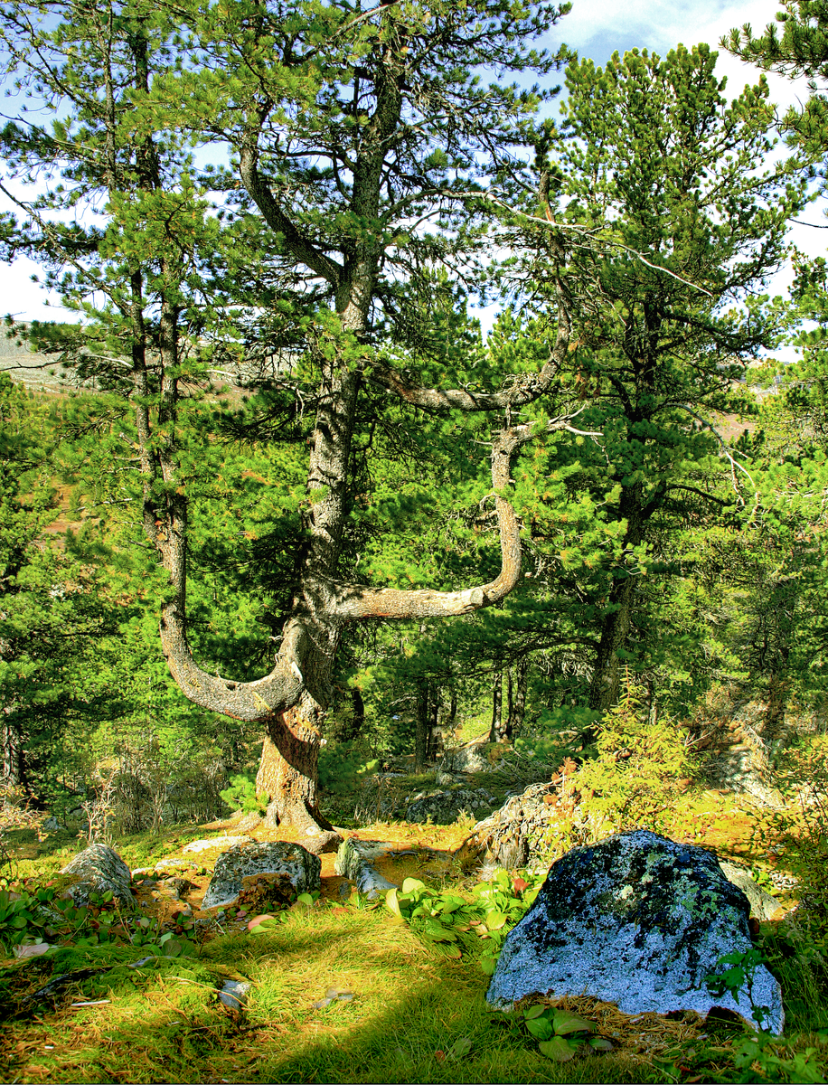 Фотография, стихотворение Василия Глуцкого