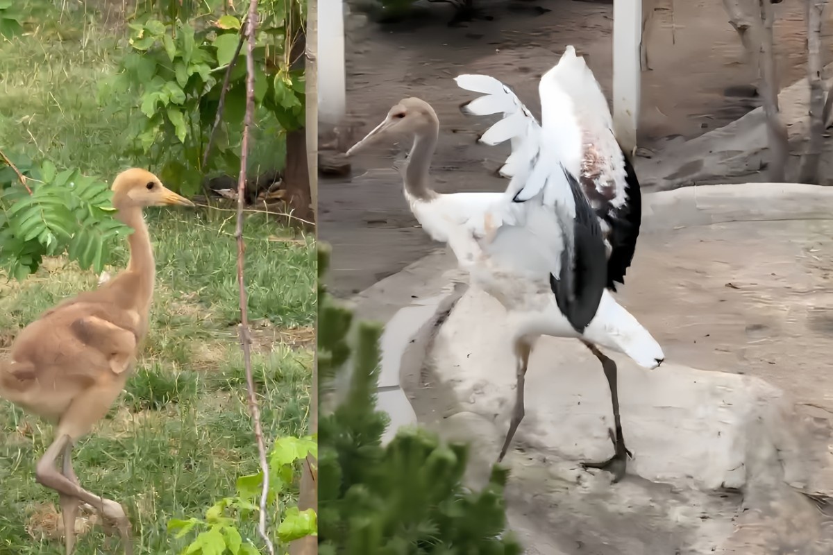 Фото: пресс-служба Московского зоопарка