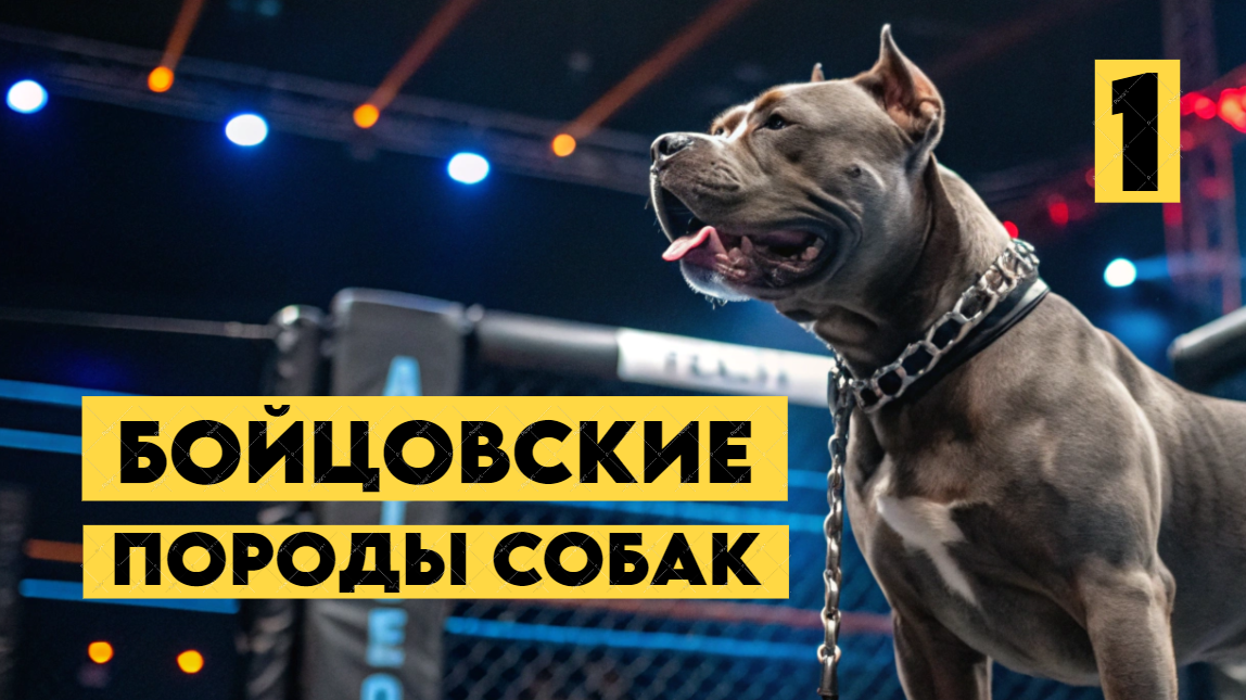 Знакомство с уникальными породами бойцовских собак