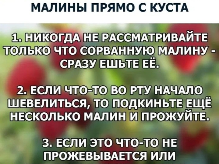 Два абсолютно безопасных препарата для тех, кто не любит есть гусениц в малине и дырявую морковь