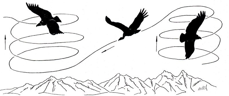 Полет птицы физическое явление. Полет птицы. Механизм полёта птиц. Полет птицы схема. Подъемная сила крыла птицы.