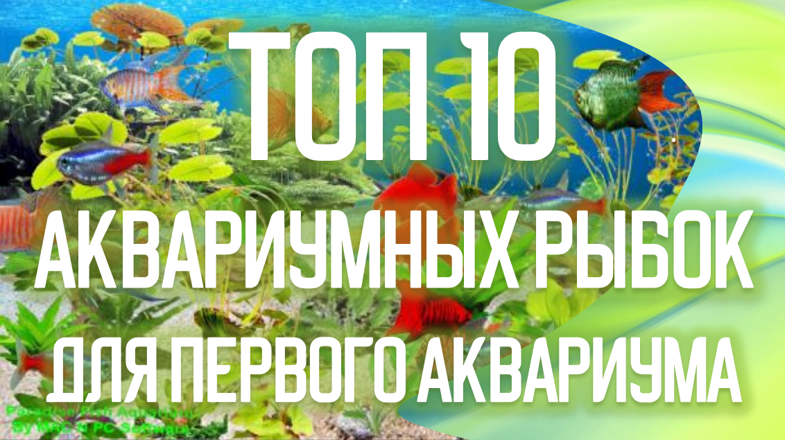 Каких купить рыбок для небольшого аквариума? Топ 10 рыбок для начинающих аквариумистов.