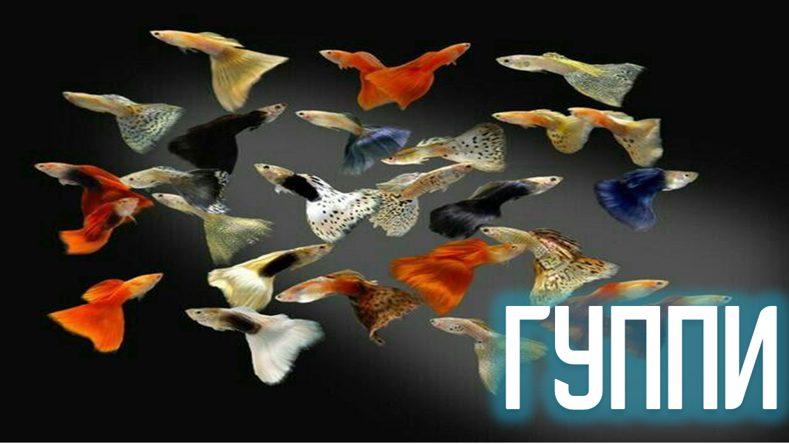 Гуппи