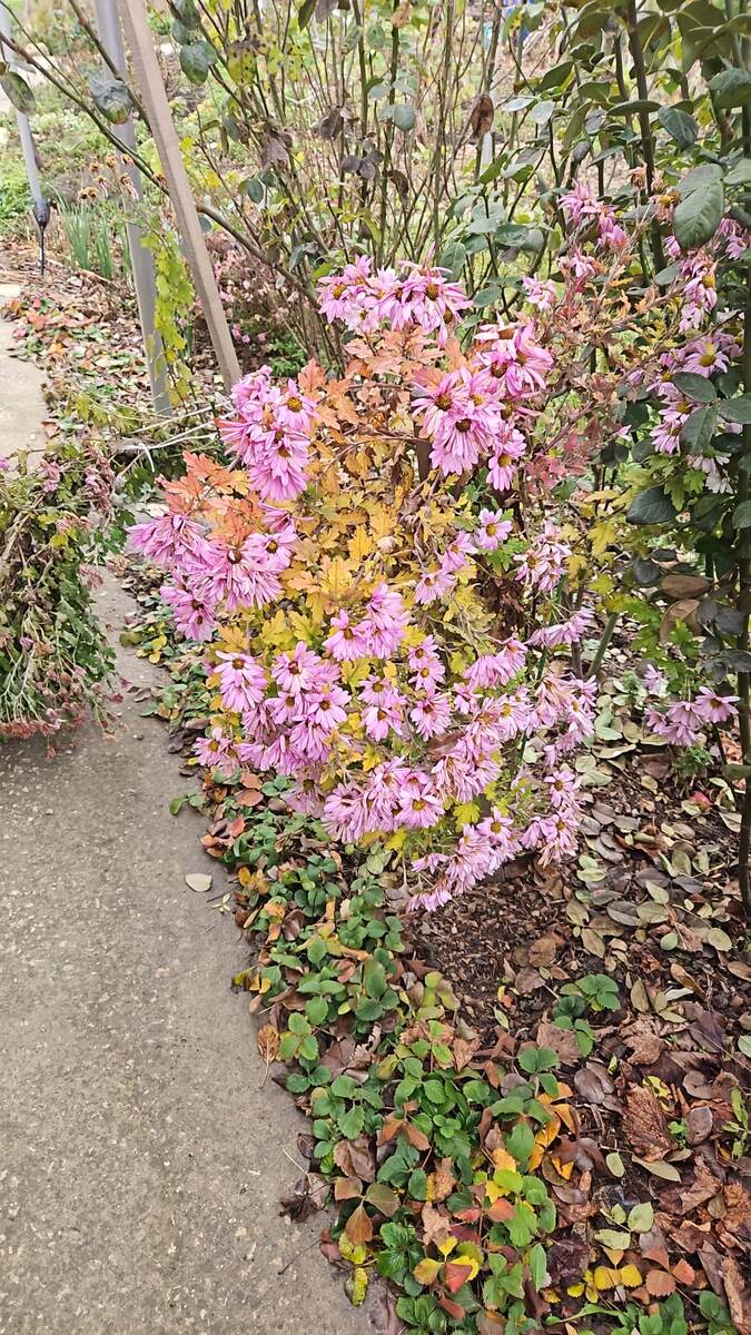 Моя хризантема в декабре стала розовой