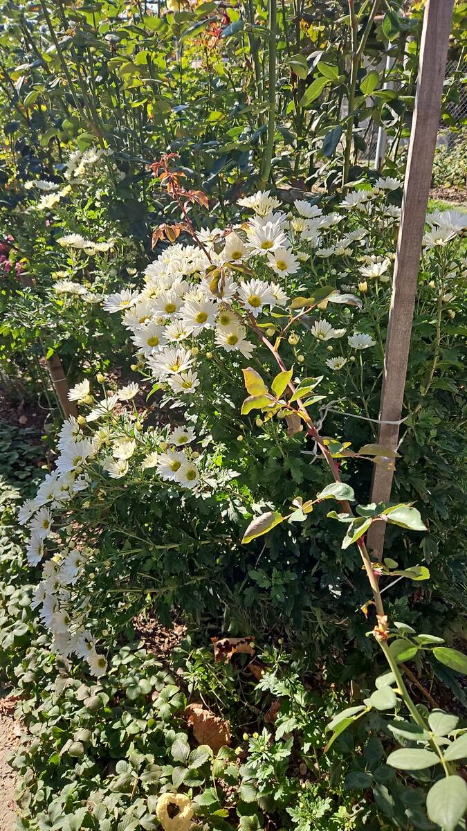 Этот же куст в октябре цвел белым цветом