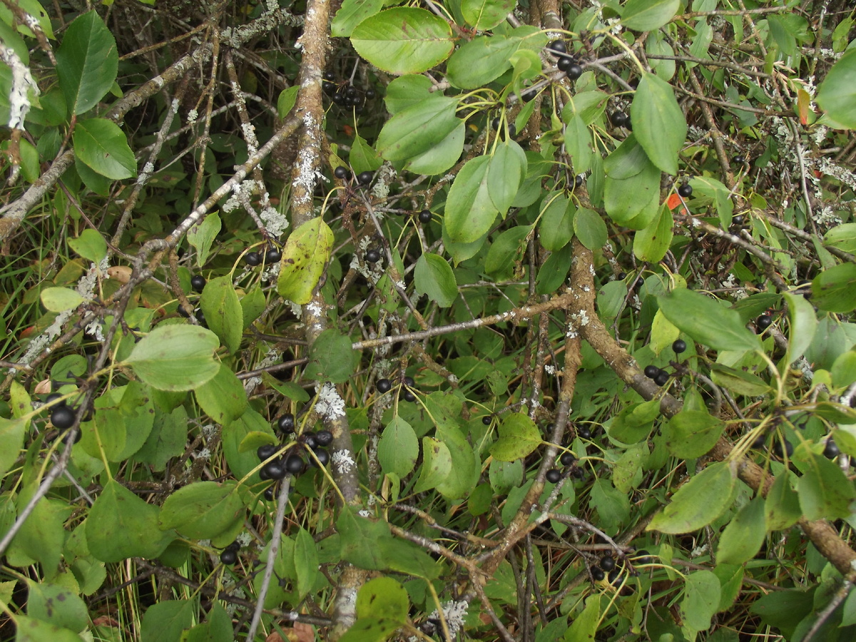 Жостер слабительный