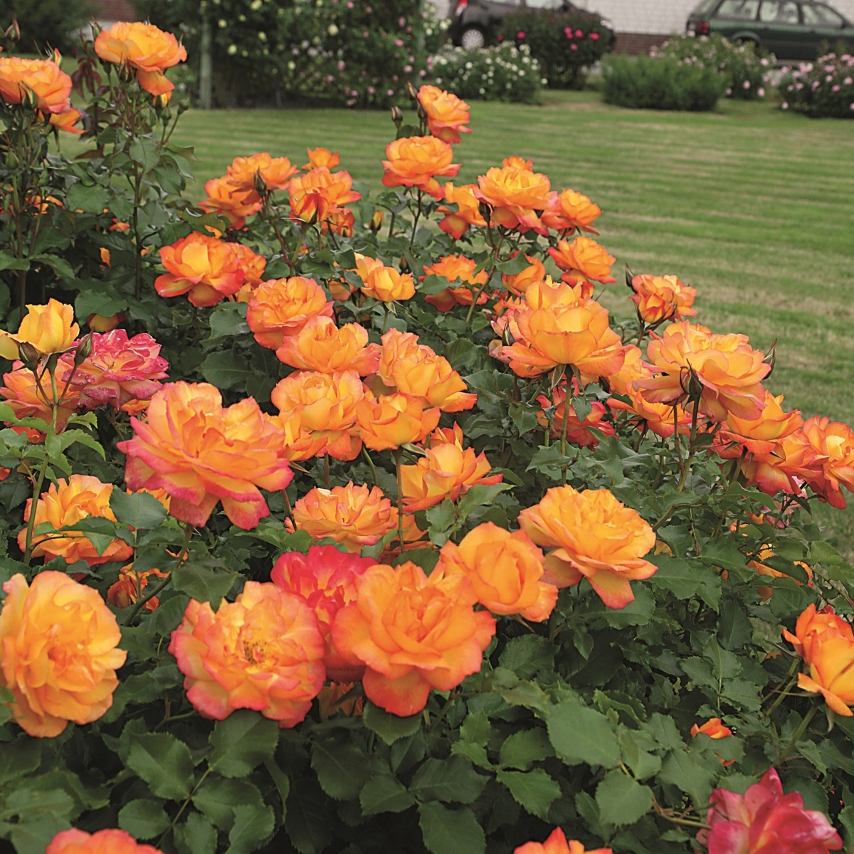 Фото с сайта https://www.rosen-tantau.com