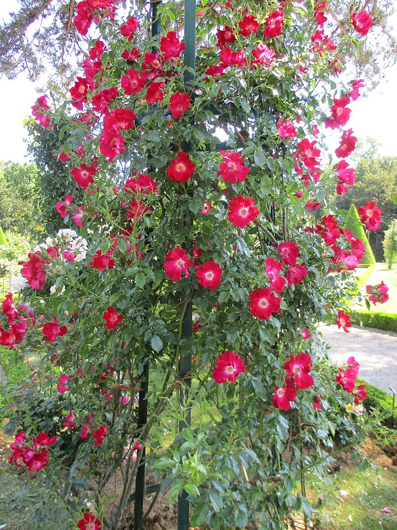 Авторство: Thomon. Собственная работа, CC BY-SA 4.0, https://commons.wikimedia.org/w/index.php?curid=79488450