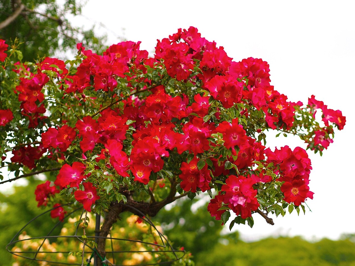 Авторство: T.Kiya from Japan. Rose, Dortmund, バラ, ドルトムント,, CC BY-SA 2.0, https://commons.wikimedia.org/w/index.php?curid=43235438